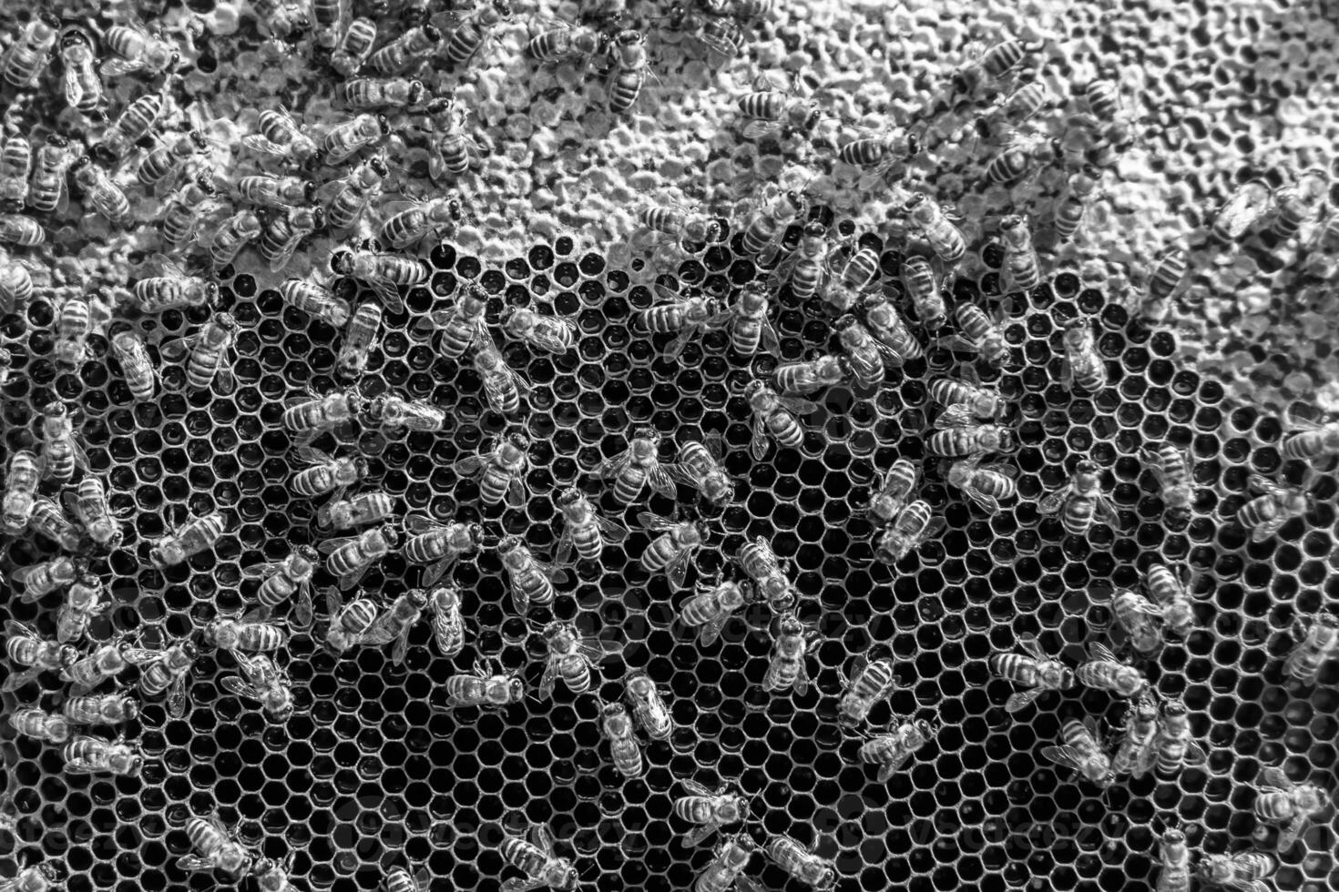 La estructura hexagonal abstracta es un panal de abejas lleno de colmena foto