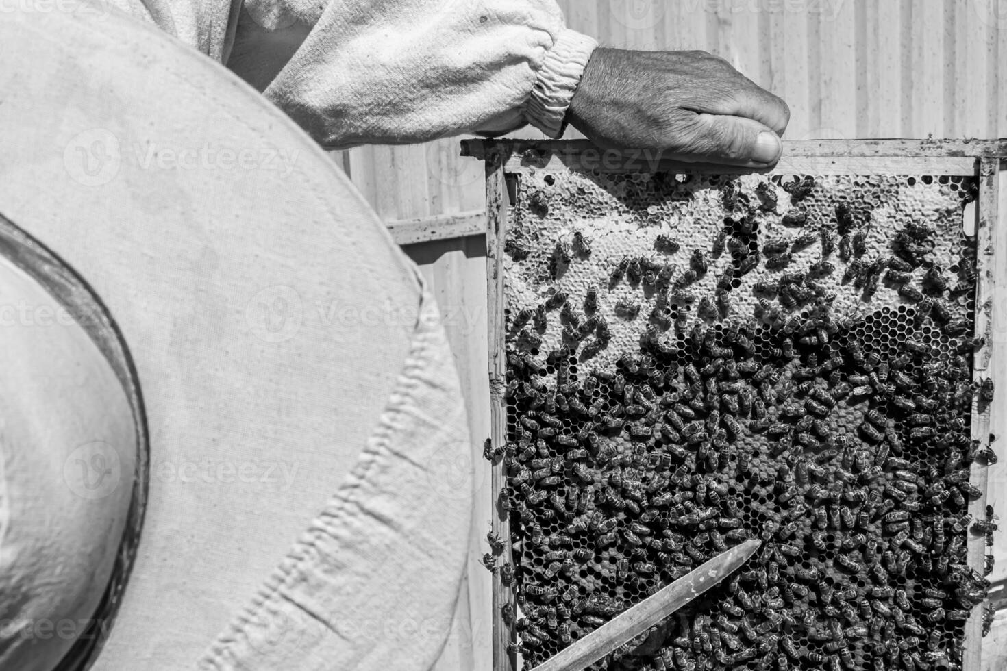 Winged bee slowly flies to beekeeper collect nectar on private apiary photo