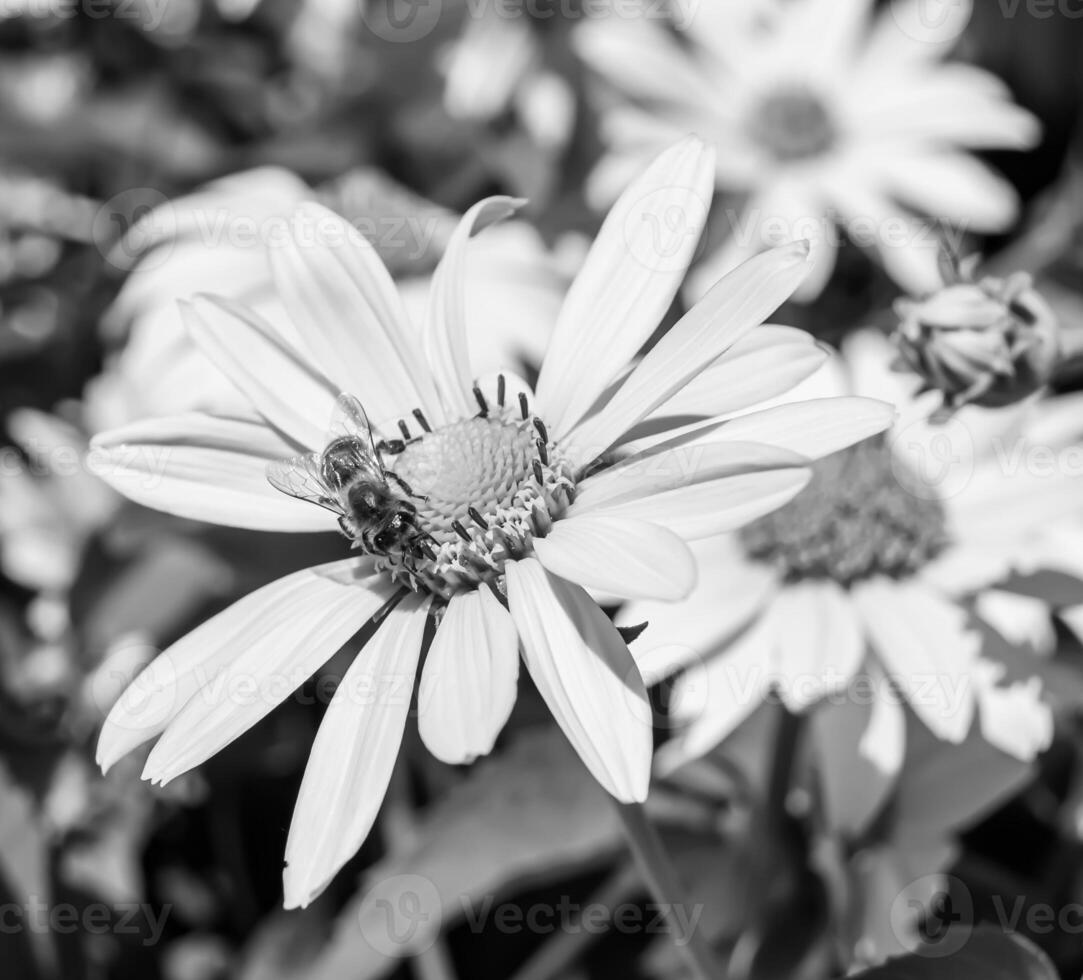 Beautiful wild flower winged bee on background foliage meadow photo
