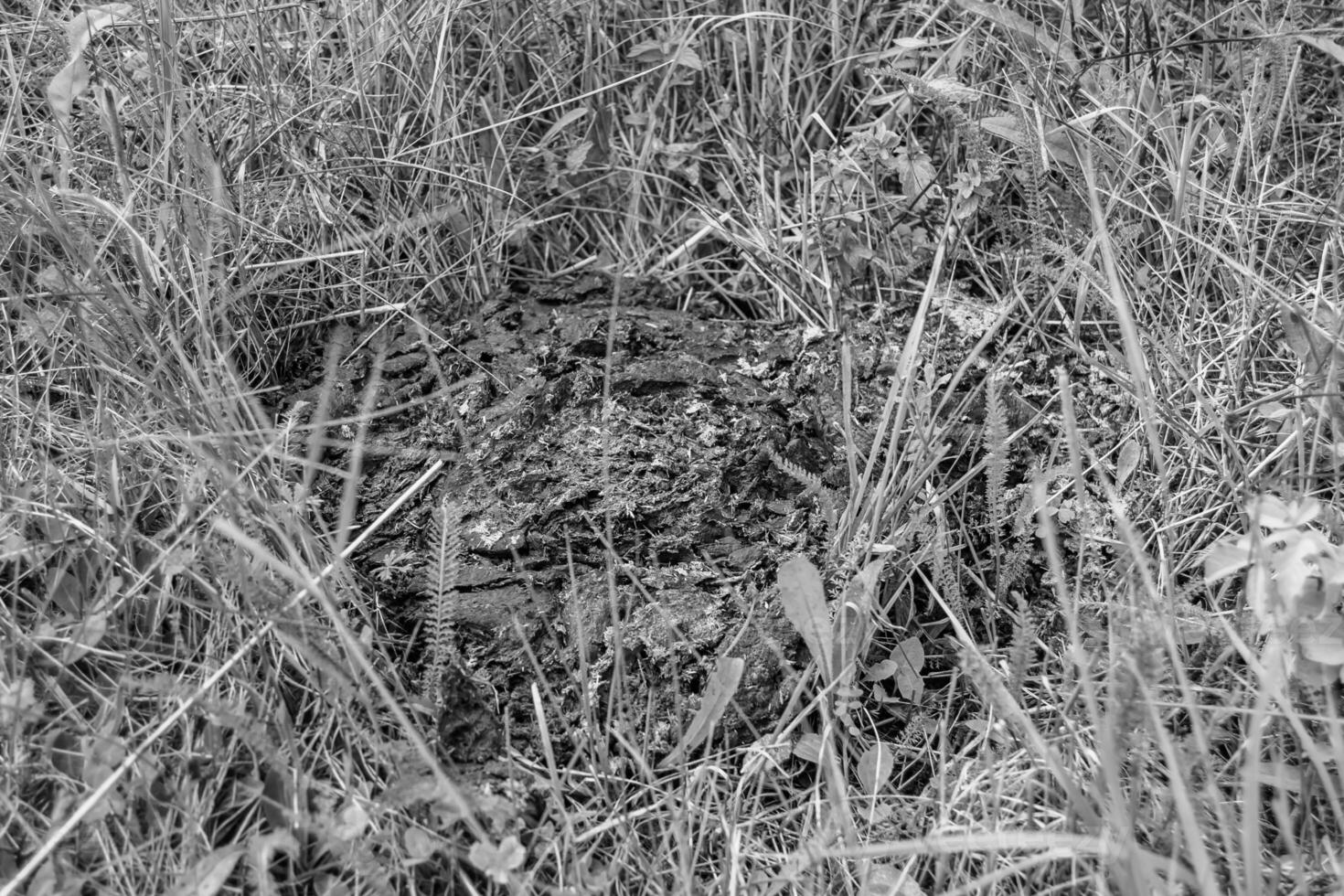 Photography on theme fresh cow dung lies on manure animal farm photo