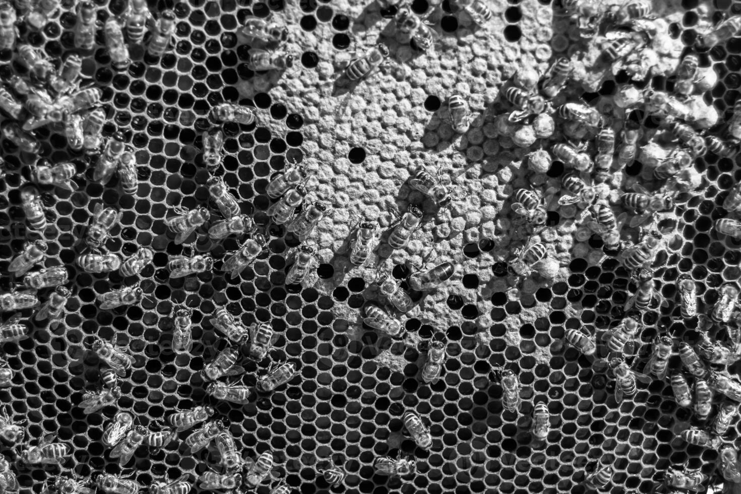 La estructura hexagonal abstracta es un panal de abejas lleno de colmena foto