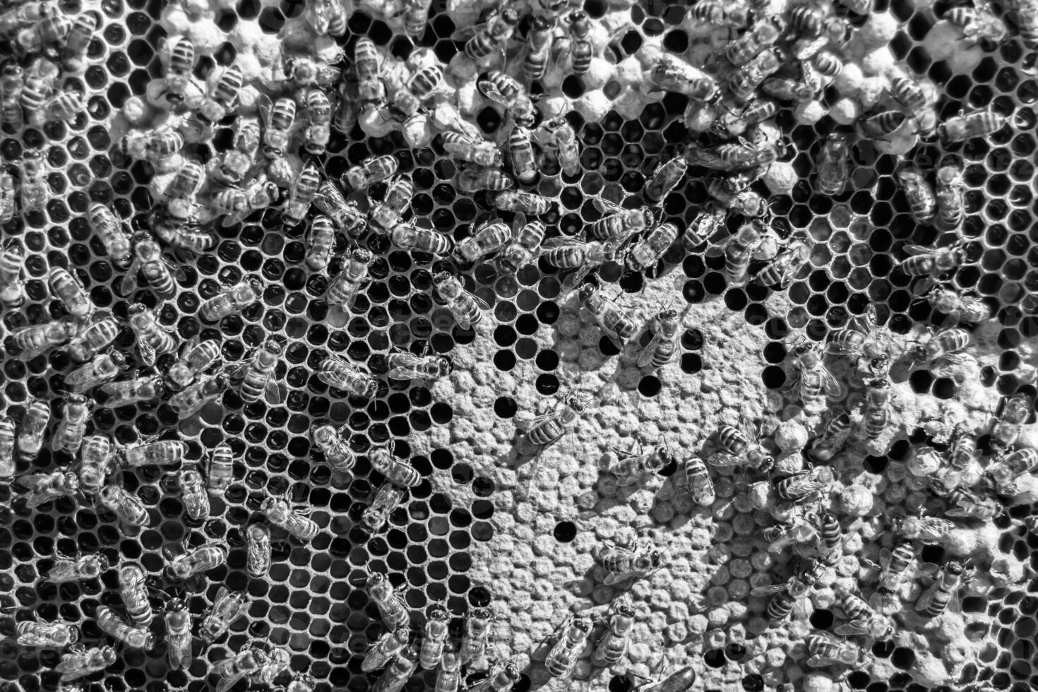 La estructura hexagonal abstracta es un panal de abejas lleno de colmena foto