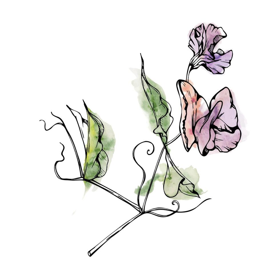 Hand drawn watercolor ink illustration botanical flowers leaves. Sweet everlasting pea, vetch bindweed legume. Branch bouquet isolated on white background. Design wedding, love cards, floral shop vector