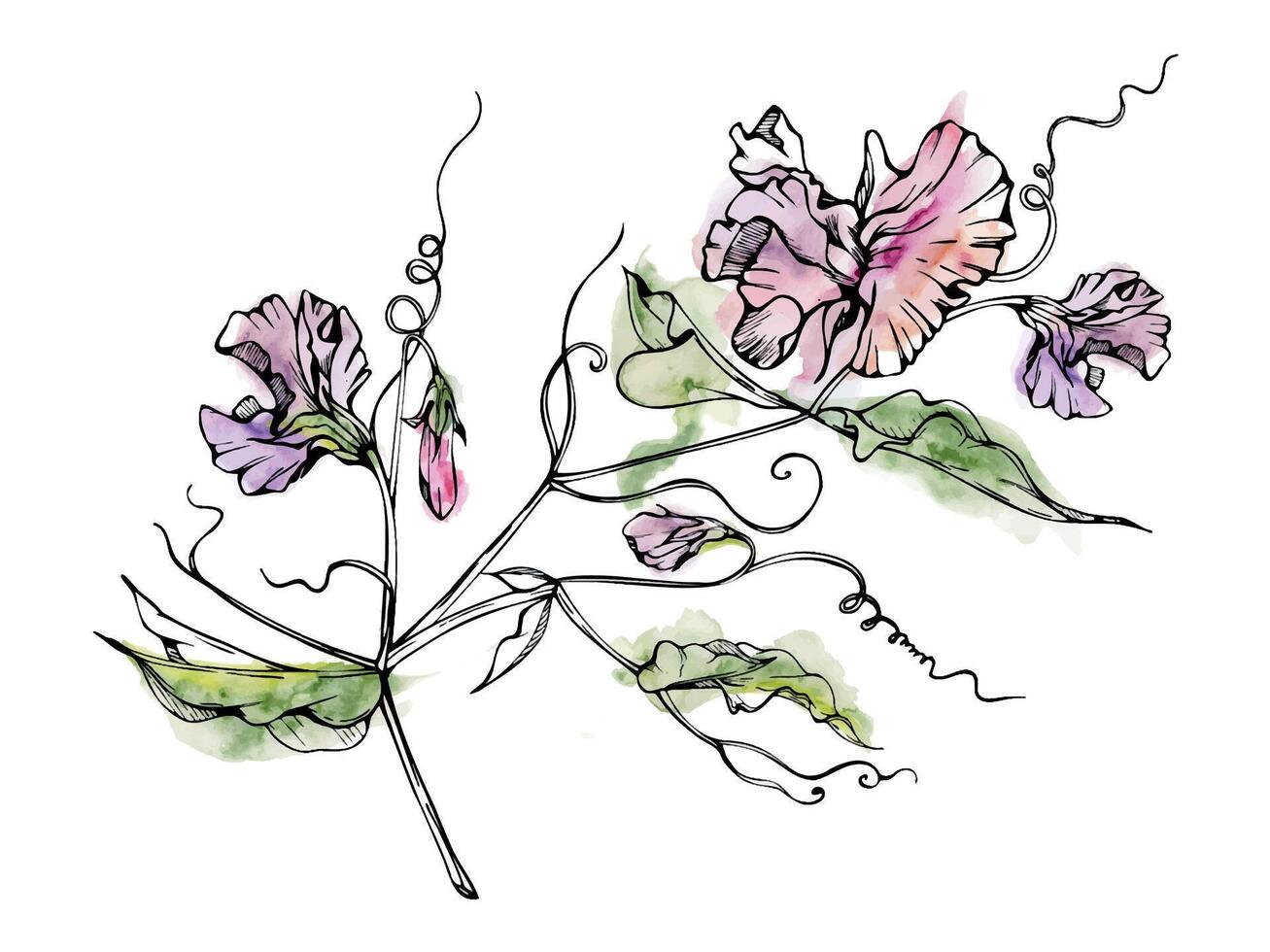 Hand drawn watercolor ink illustration botanical flowers leaves. Sweet everlasting pea, vetch bindweed legume. Branch bouquet isolated on white background. Design wedding, love cards, floral shop vector