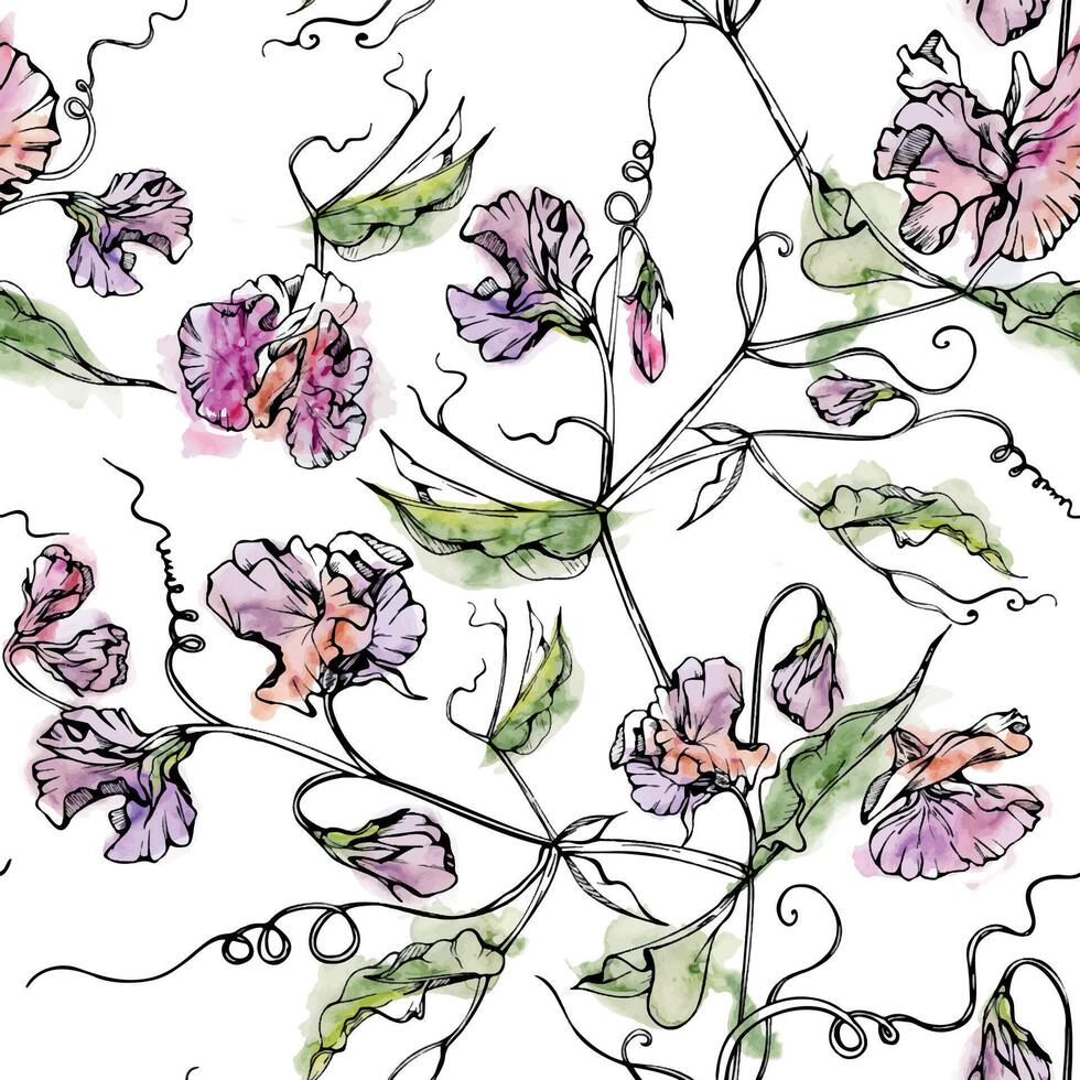 Hand drawn watercolor ink illustration botanical flowers leaves. Sweet everlasting pea, vetch bindweed legume tendrils. Seamless pattern isolated white background. Design wedding, cards, floral shop vector