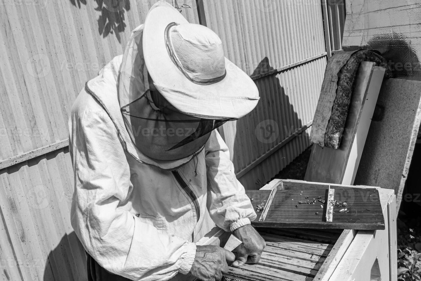 Winged bee slowly flies to beekeeper collect nectar on private apiary photo