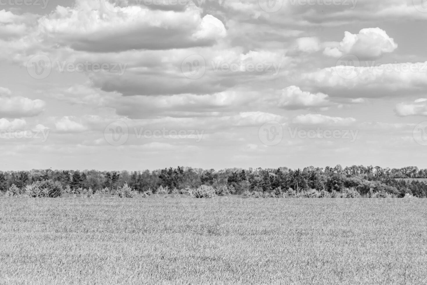 Beautiful horizon scenery in village meadow on color natural background photo