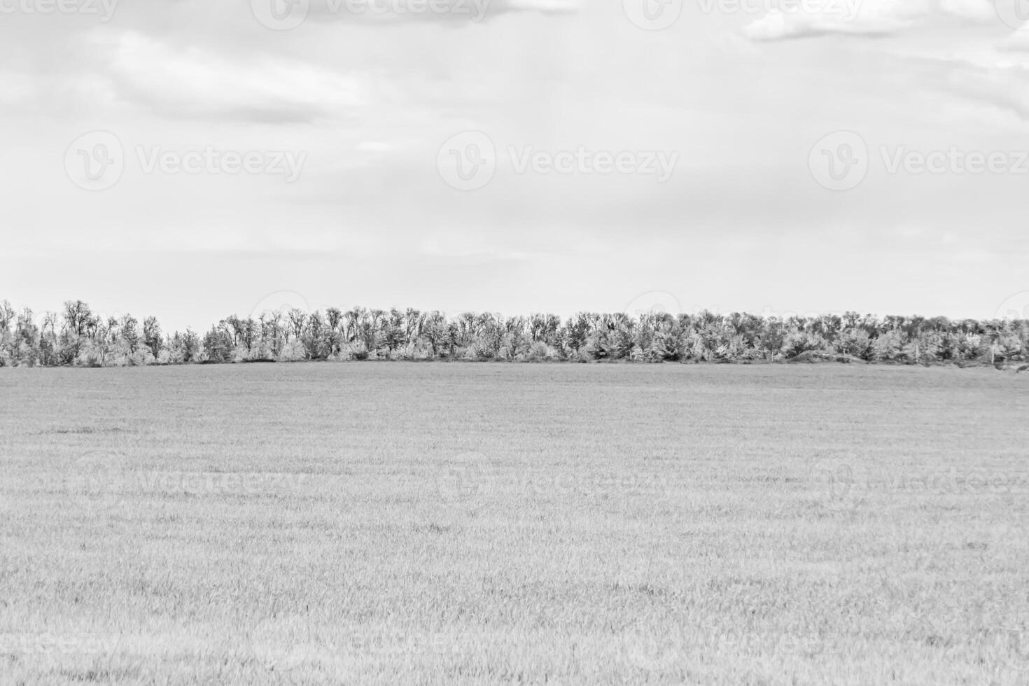 Beautiful horizon scenery in village meadow on color natural background photo