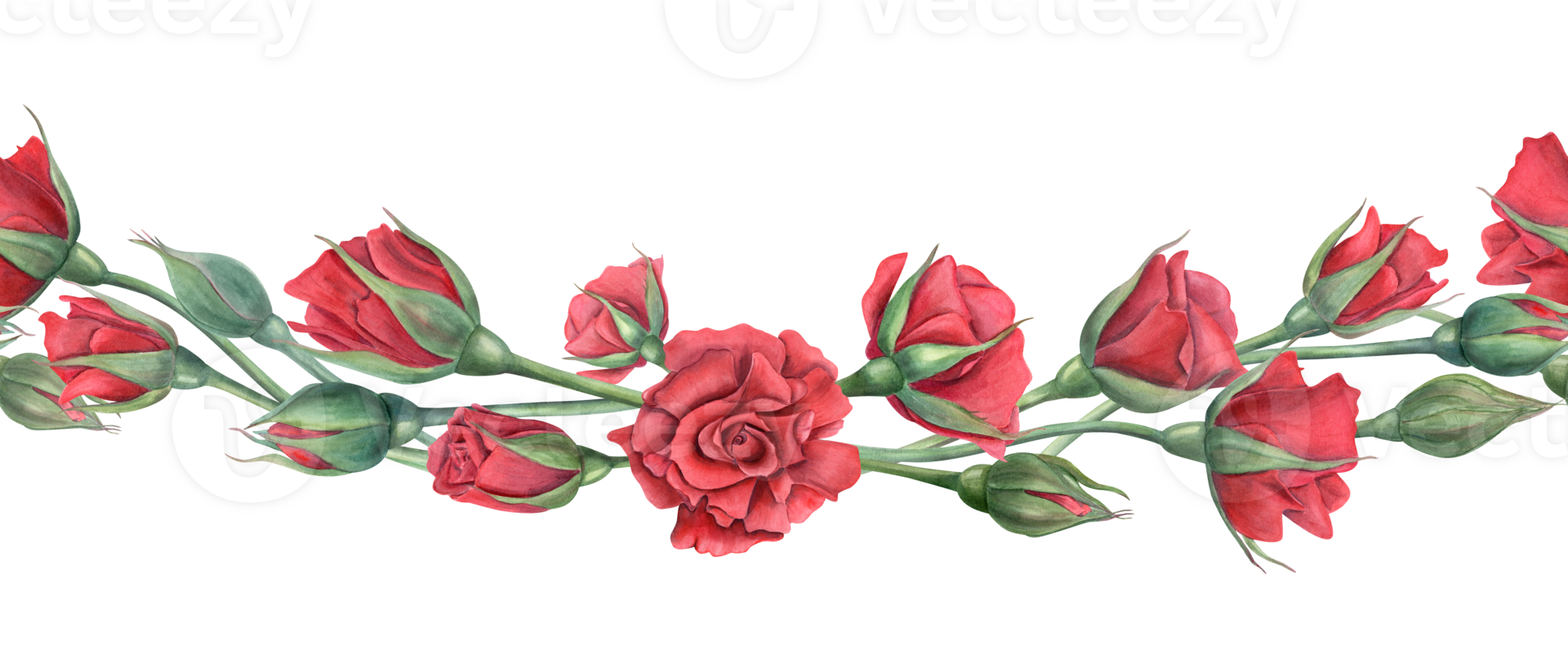vermelho rosas. entrelaçados flor hastes. onda floral bandeira. florescendo verão flores com escarlate pétalas. aguarela botânico ilustração. para Casamento projeto, memorial dia. mãe dia celebração png