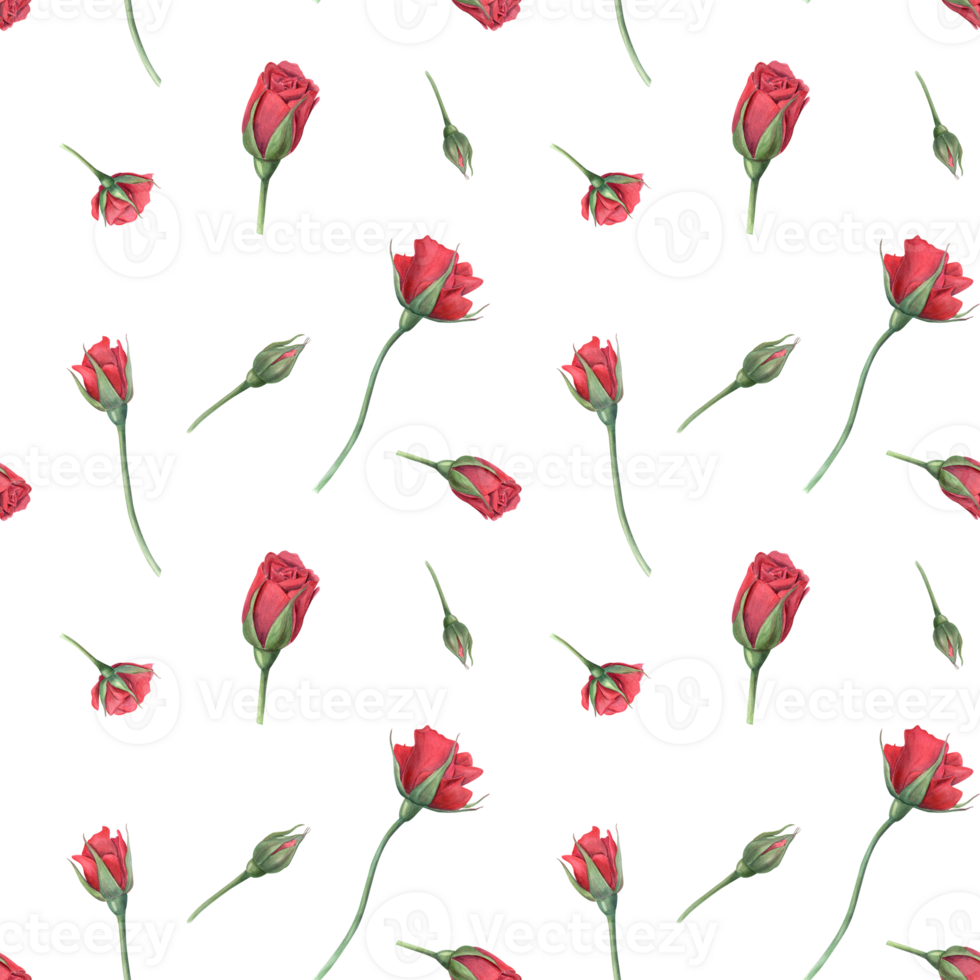 Realistic red roses. Flower and bud. Seamless pattern with garden scarlet rose. Flying blooming flowers. Watercolor illustration for wedding design, memorial day. Textile, package png