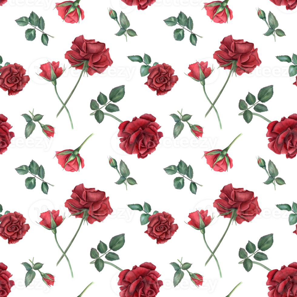 Scarlet rose on stem with buds. Deep red roses and green leaves. Seamless pattern of summer ruby flowers. Realistic blooming plants. Watercolor illustration for wedding design, memorial day, birthday png