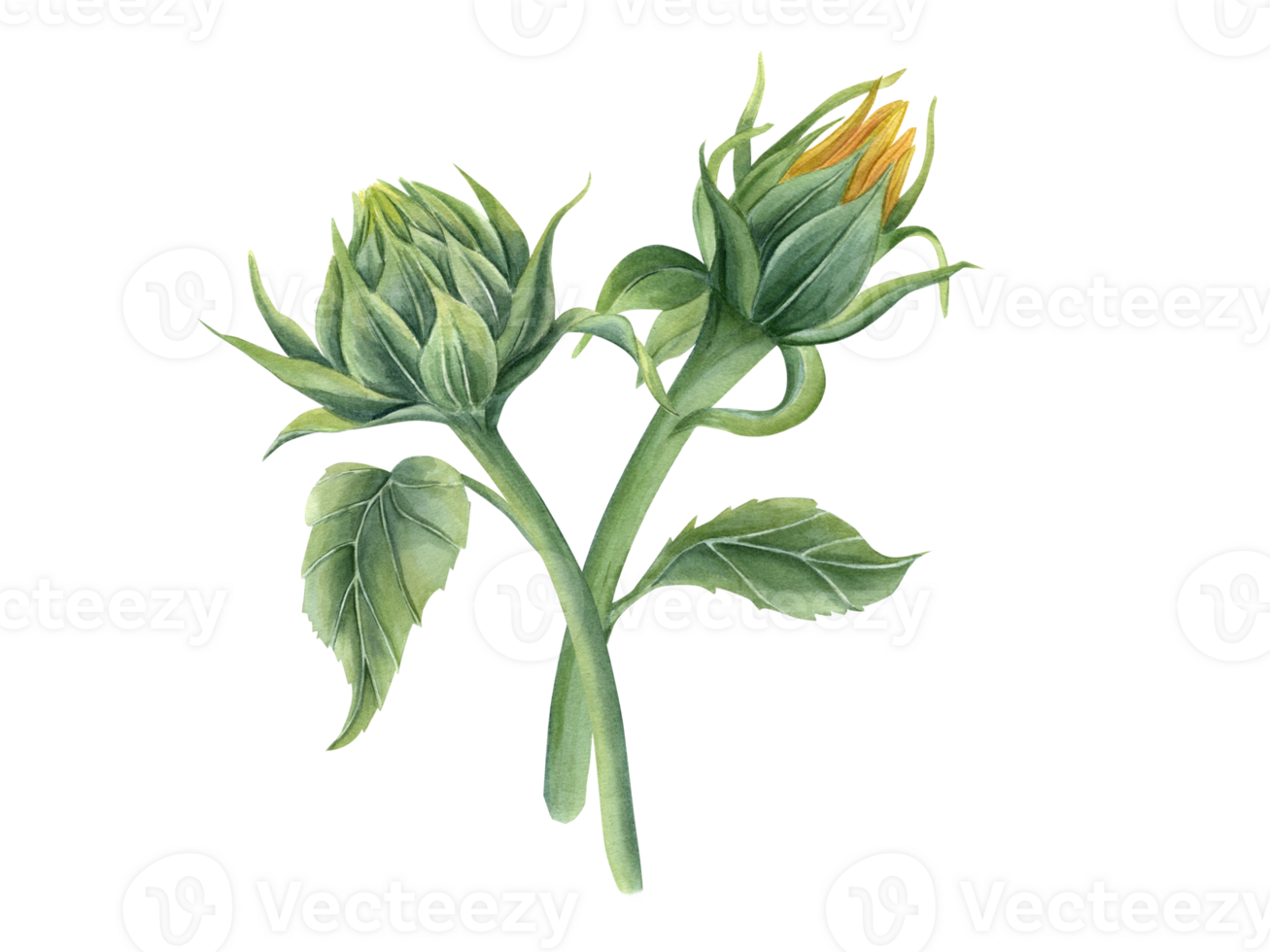 solros knoppar. blommor på stam med grön löv. skön fält blommor. blommig sammansättning. bukett. vattenfärg illustration för bröllop design, hälsning, inbjudan. png