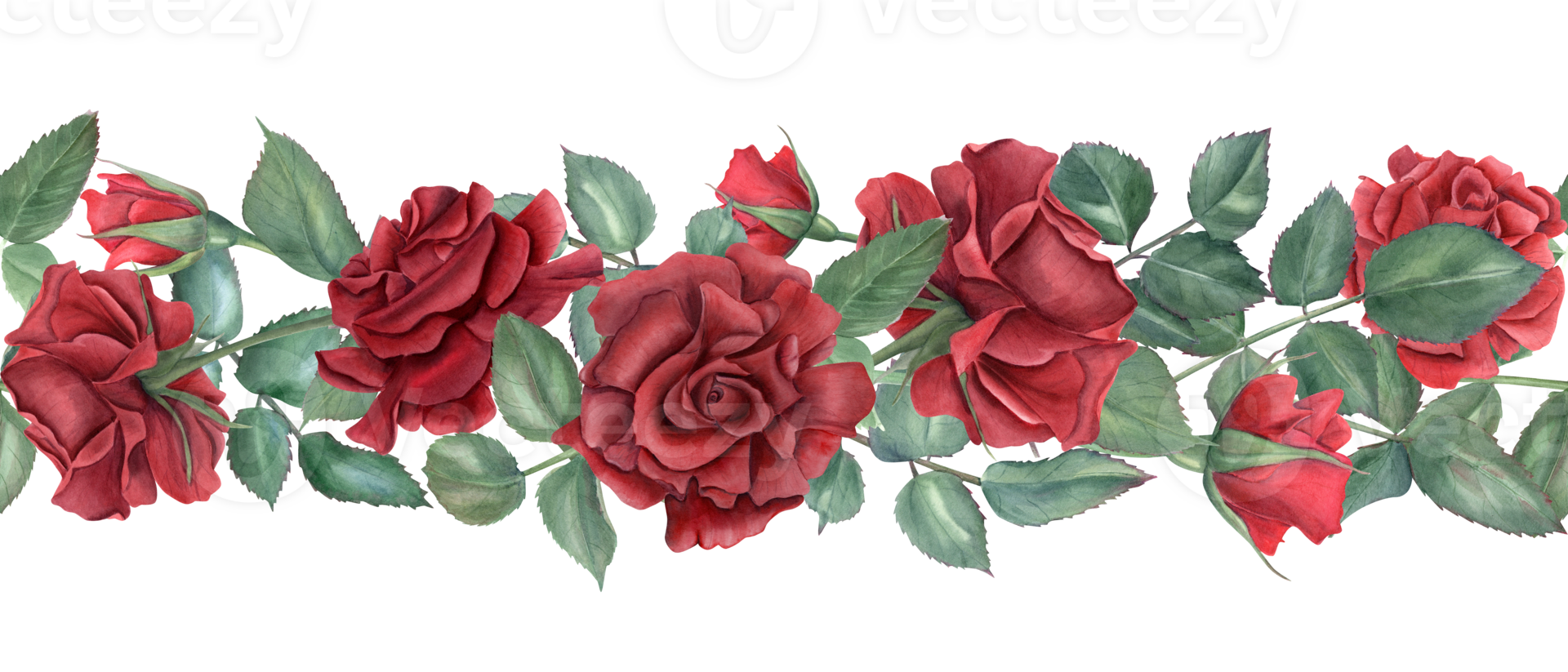 Border with red roses. Ruby flowers and green leaves. Intertwining rose stems with buds. Blooming summer plants. Seamless ornate. Watercolor illustration for wedding design, memorial day decor png