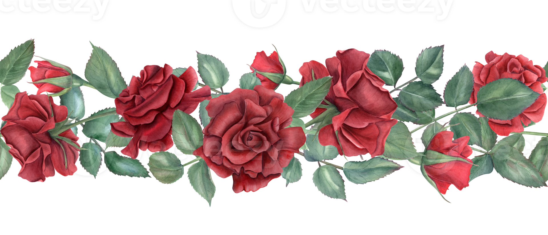 Border with red roses. Ruby flowers and green leaves. Intertwining rose stems with buds. Blooming summer plants. Seamless ornate. Watercolor illustration for wedding design, memorial day decor png