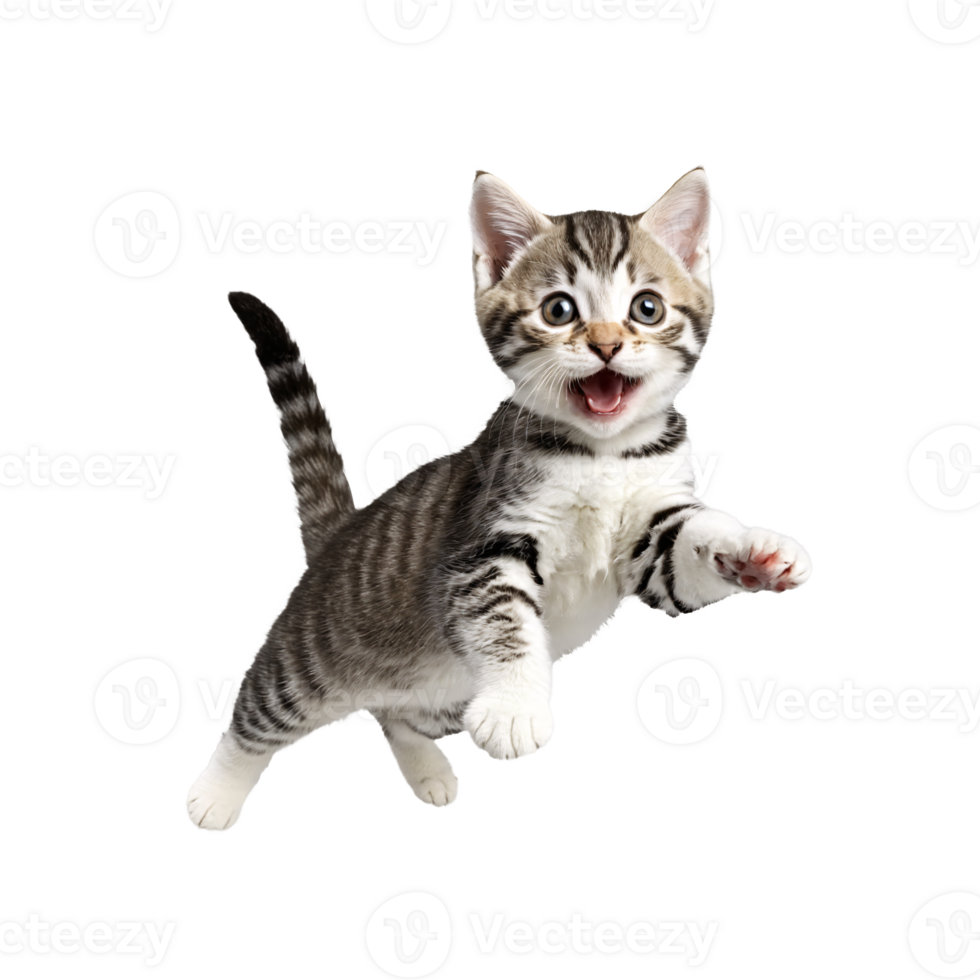 american shorthair cat kitten running and jumping isolated transparent photo png