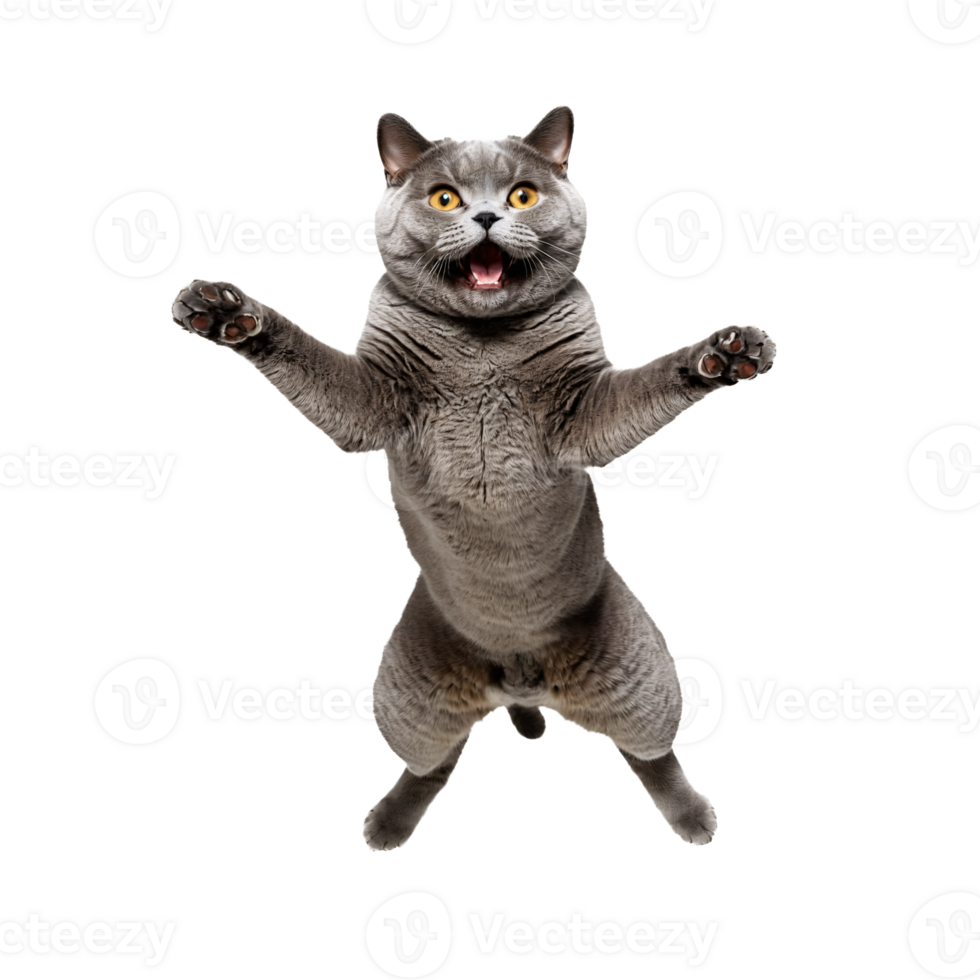 british shorthair cat running and jumping isolated transparent photo png