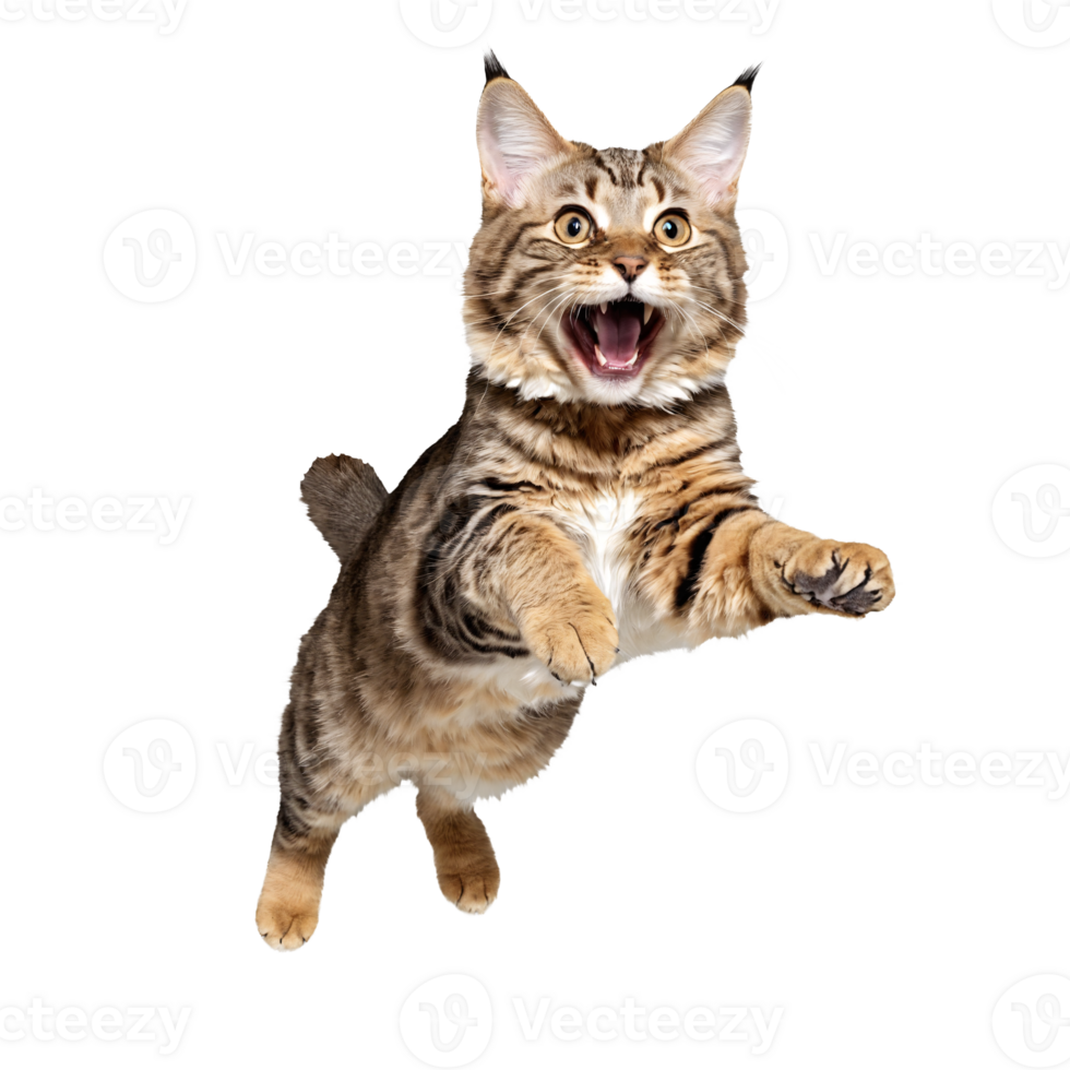 american bobtail cat running and jumping isolated transparent photo png
