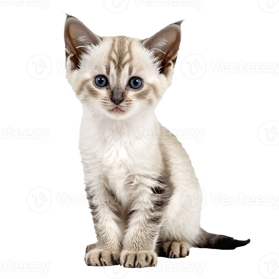 ballinese cat ktiten sitting isolated transparent photo png