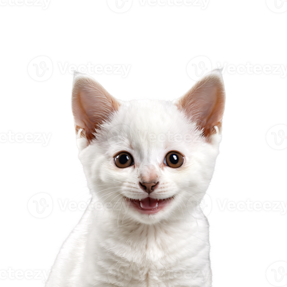 japanese bobtail cat kitten portrait isolated transparent photo png
