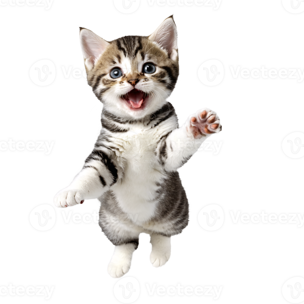 american shorthair cat kitten running and jumping isolated transparent photo png
