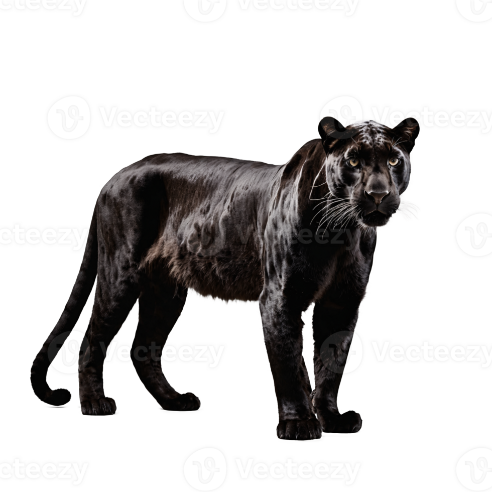 black panther standing isolated transparent photo png