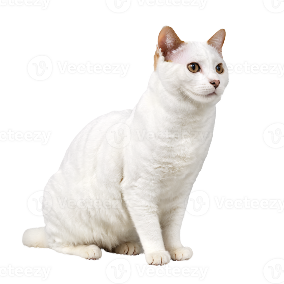 japanese bobtail cat sitting isolated transparent photo png