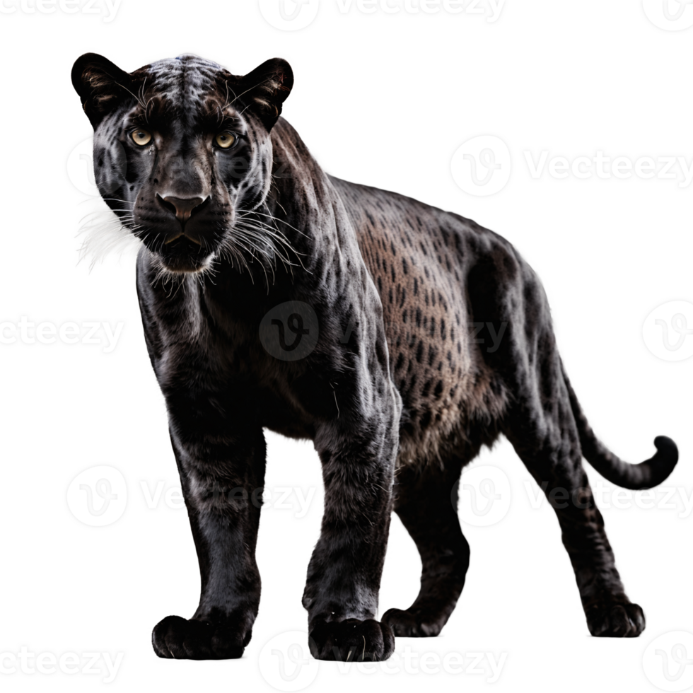 black panther standing isolated transparent photo png