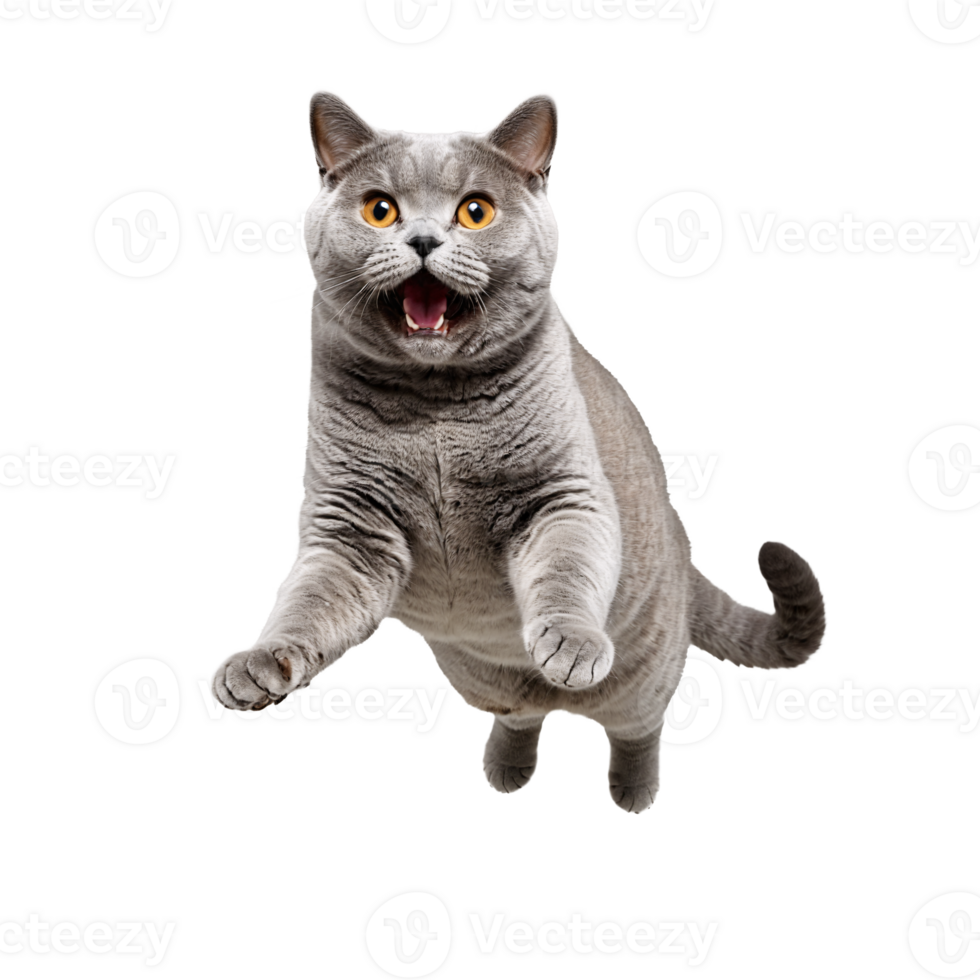 british shorthair cat running and jumping isolated transparent photo png
