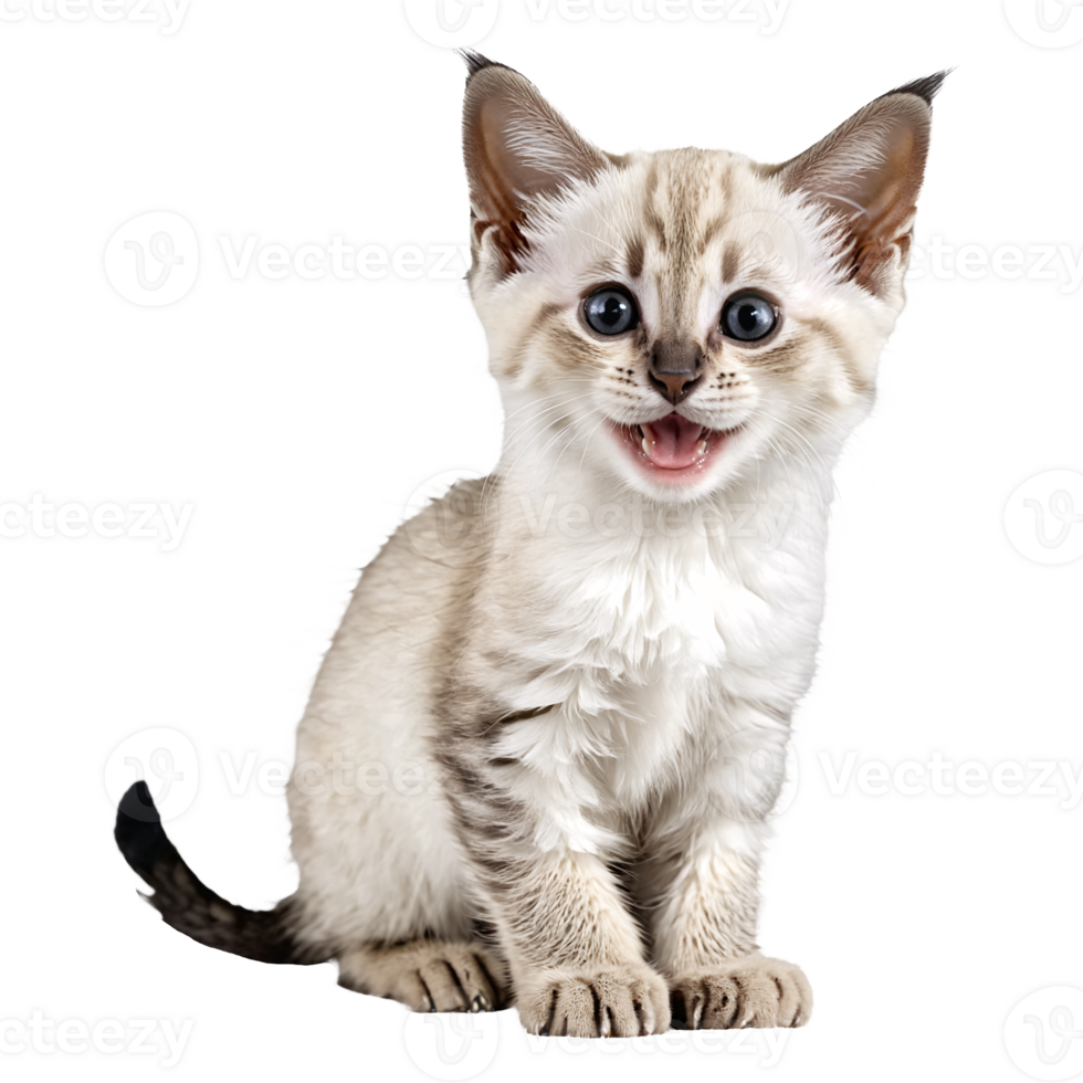 ballinese cat ktiten sitting isolated transparent photo png