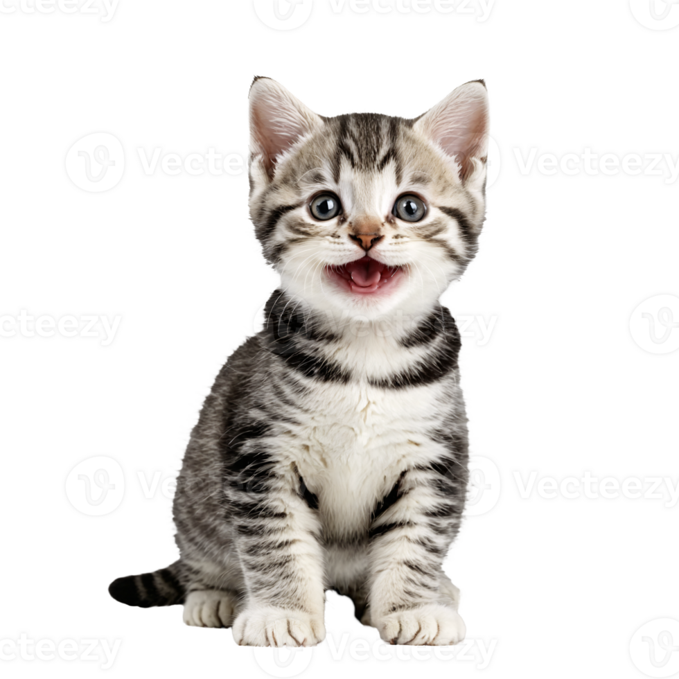 american shorthair cat kitten sitting isolated transparent photo png