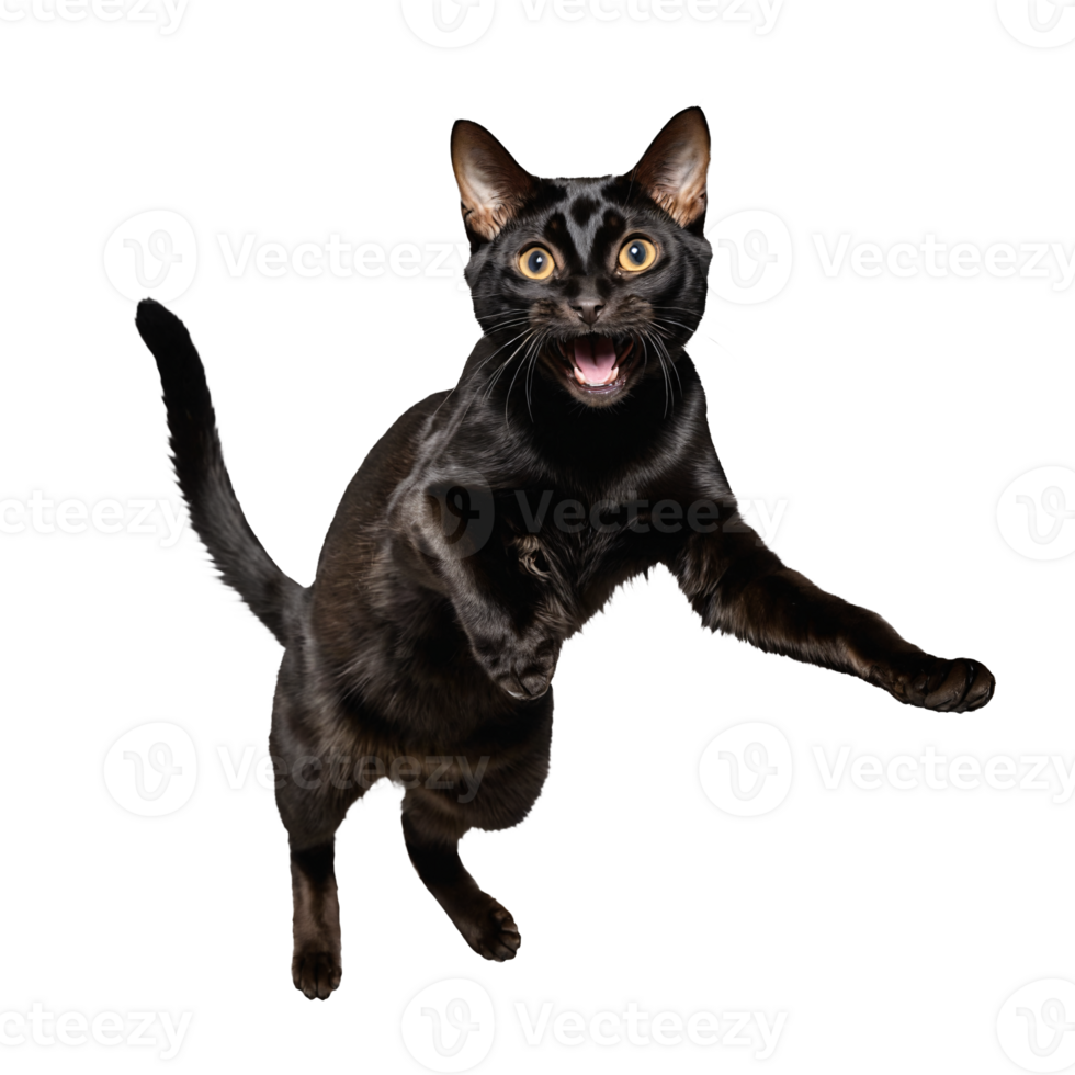 black bombay cat running and jumping isolated transparent photo png