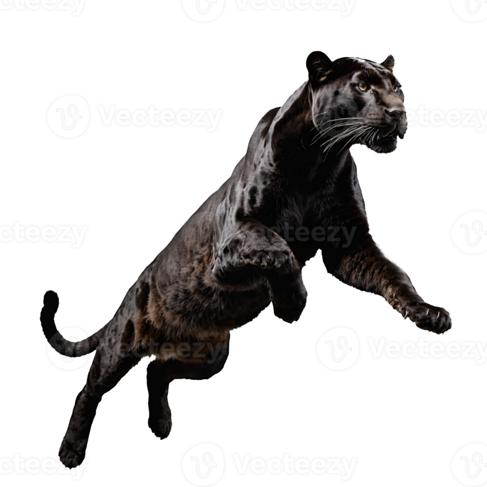 black panther running and jumping isolated transparent photo png