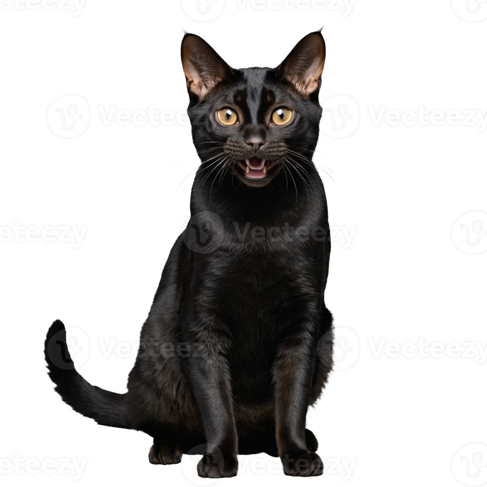 black bombay cat sitting isolated transparent photo png