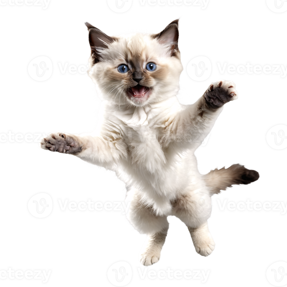 birman cat kitten running and jumping isolated transparent photo png
