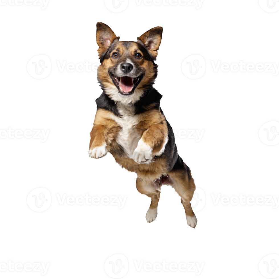 brauner hund dog jumping and running isolated transparent png
