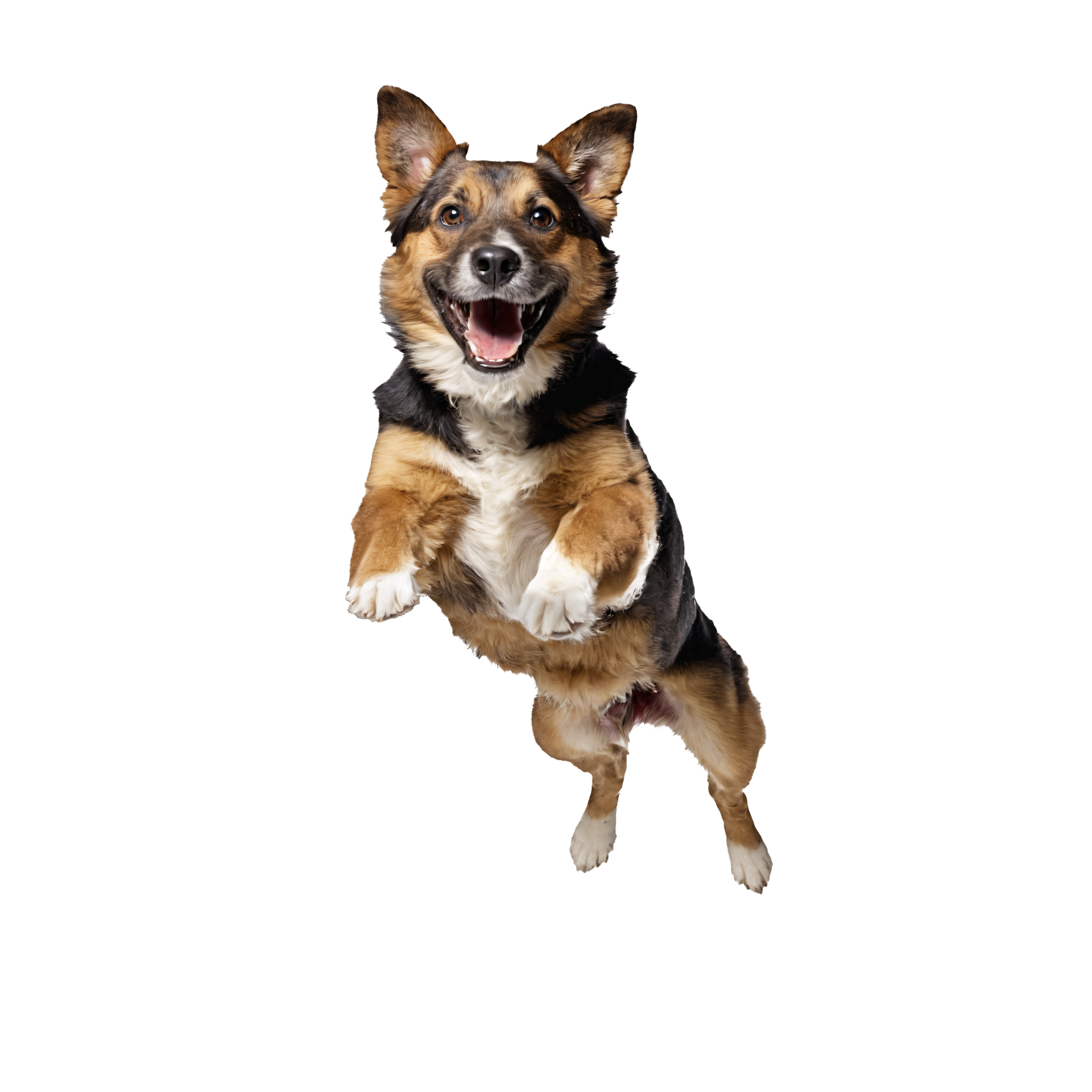 brauner hund dog jumping and running isolated transparent 44760576 PNG