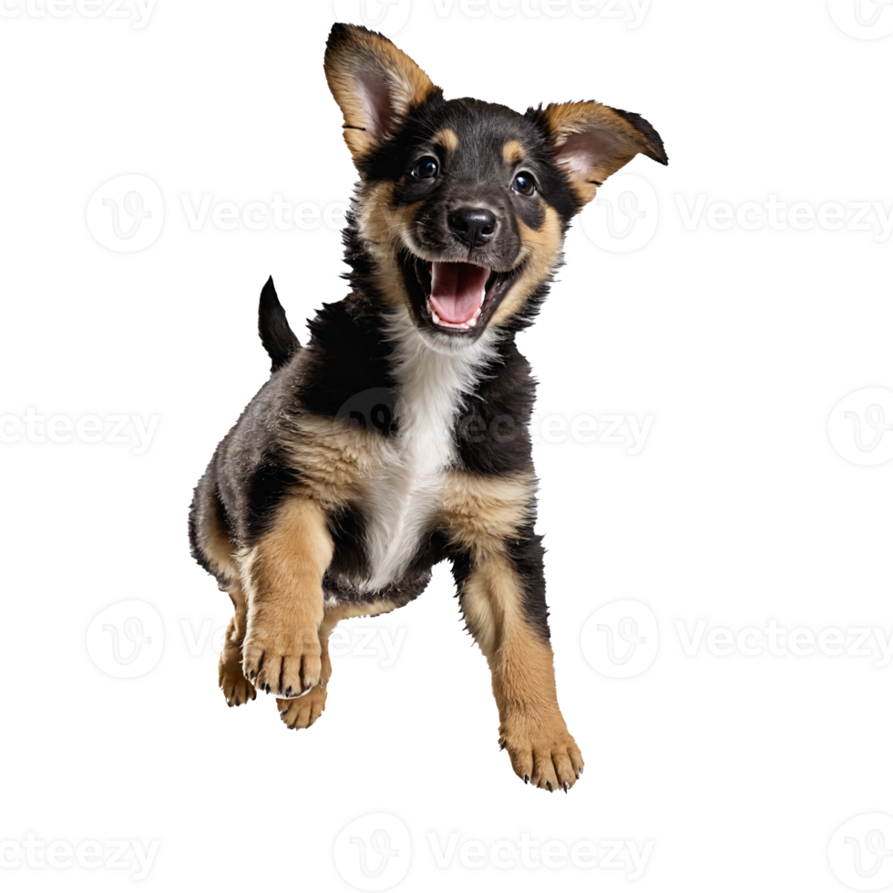brauner hund dog puppy jumping and running isolated transparent png