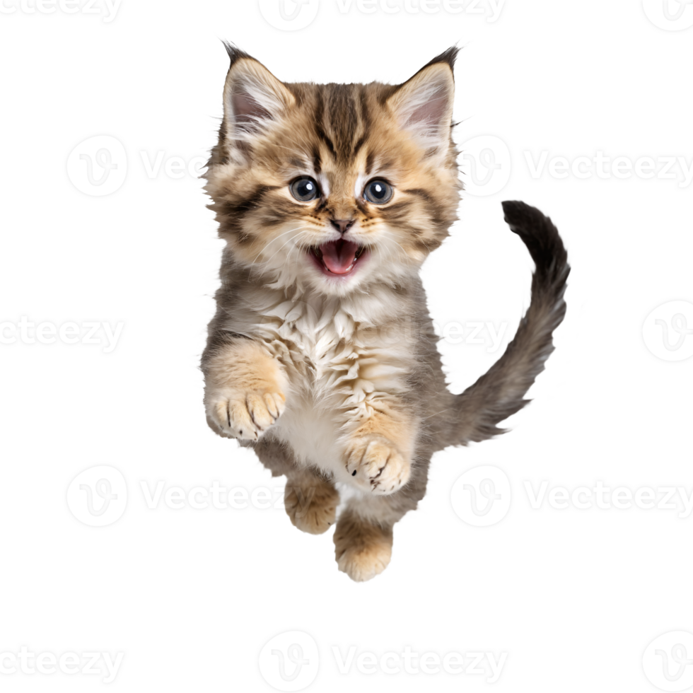 siberian cat kitten jumping and running isolated transparent photo png