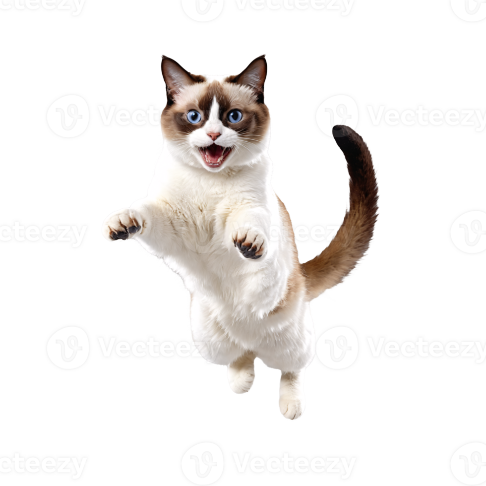 snowshoe cat running and jumping isolated transparent photo png