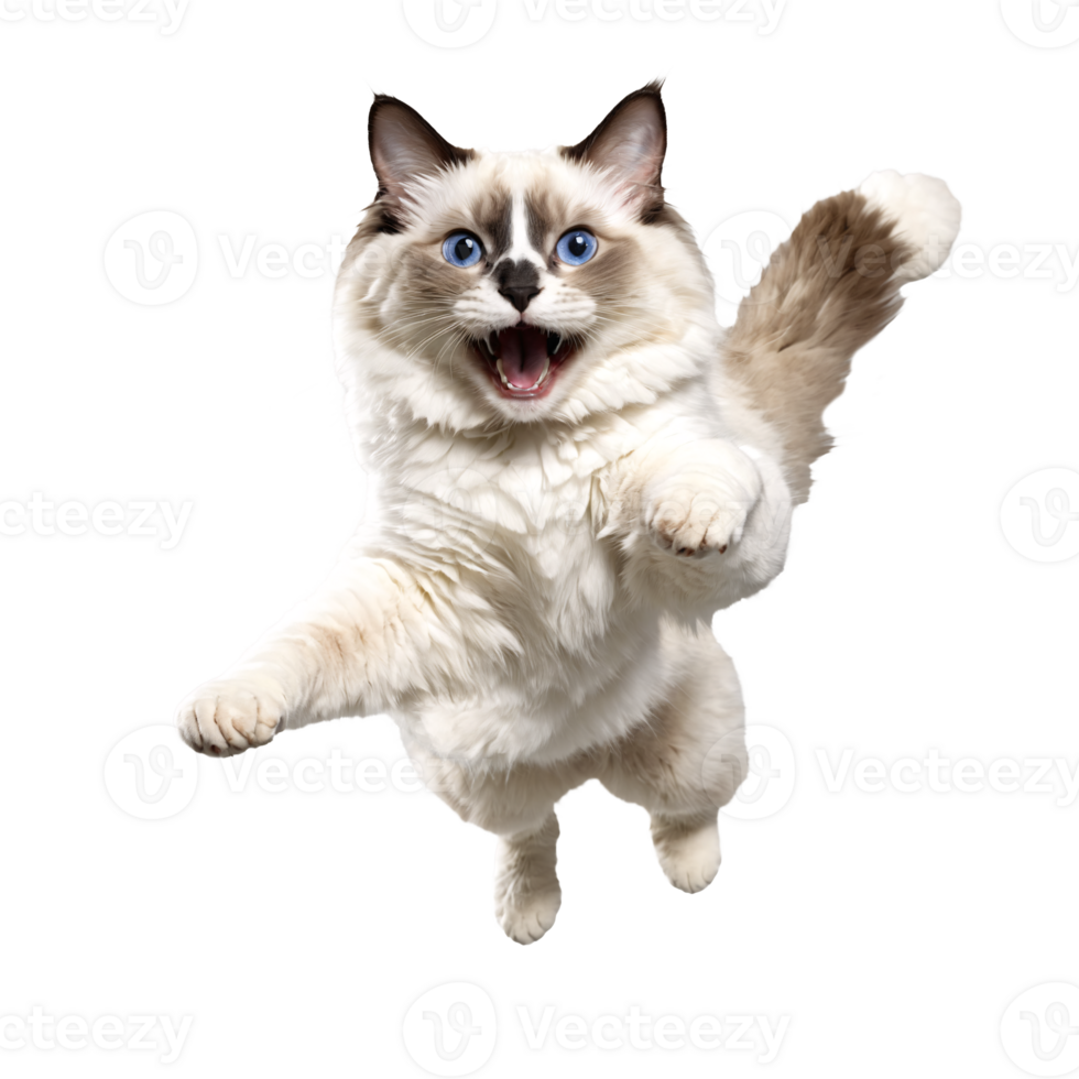 white ragdoll cat running and jumping isolated transparent photo png