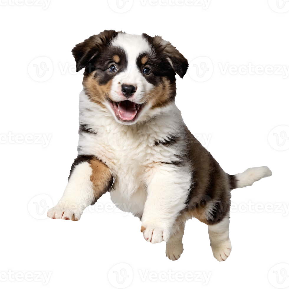 australian shepherd dog puppy running and jumping isolated transparent png