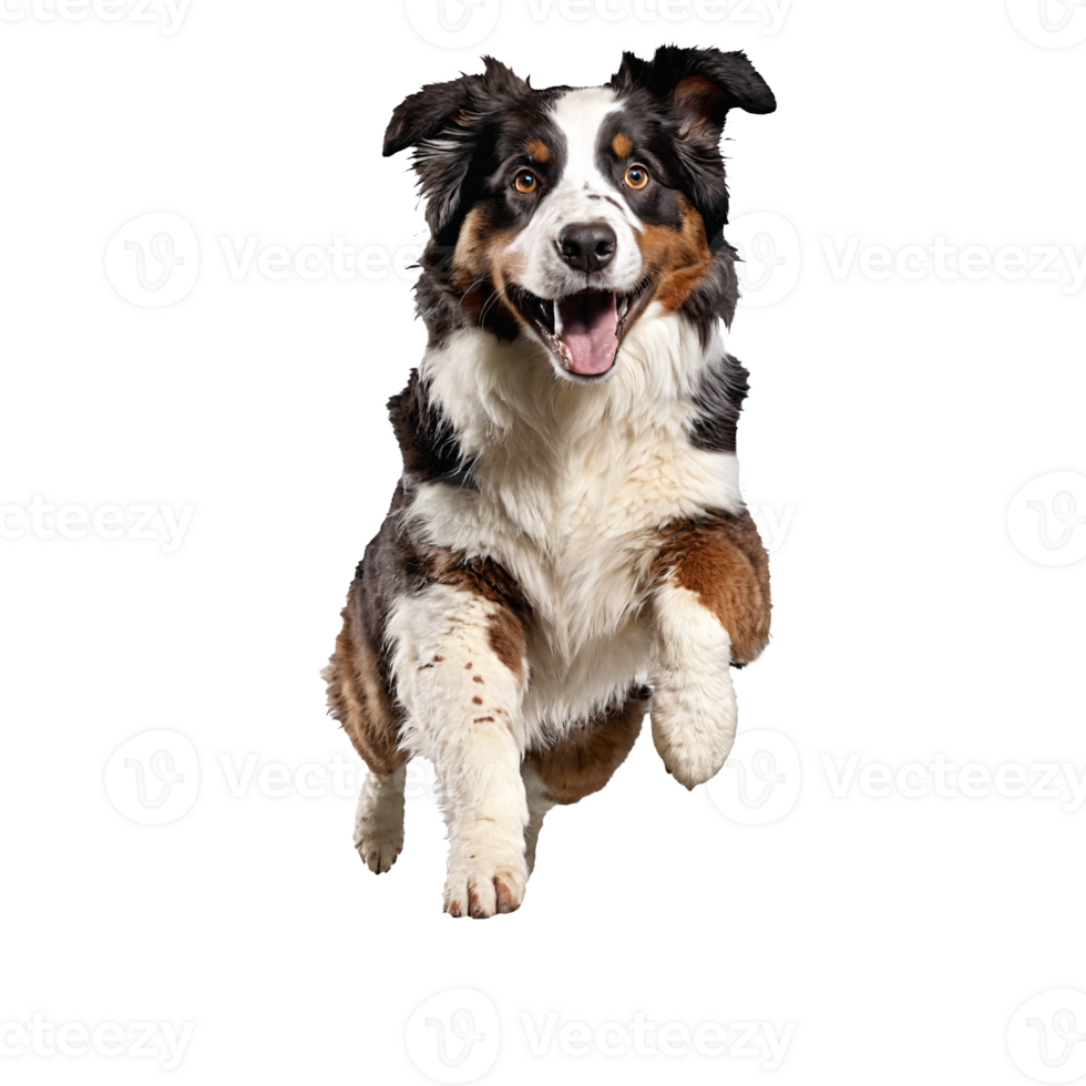 australian shepherd dog running and jumping isolated transparent png