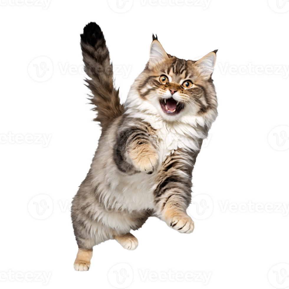 siberian cat jumping and running isolated transparent photo png