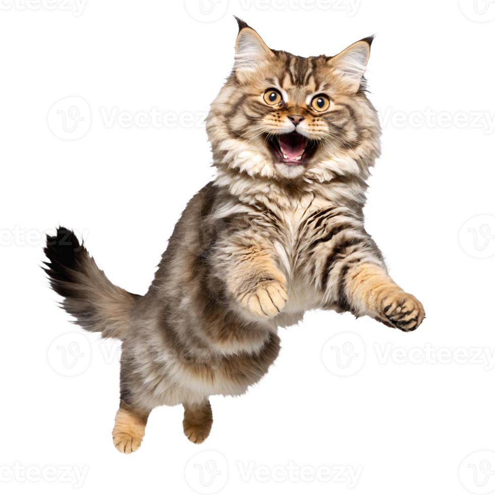 siberian cat jumping and running isolated transparent photo png