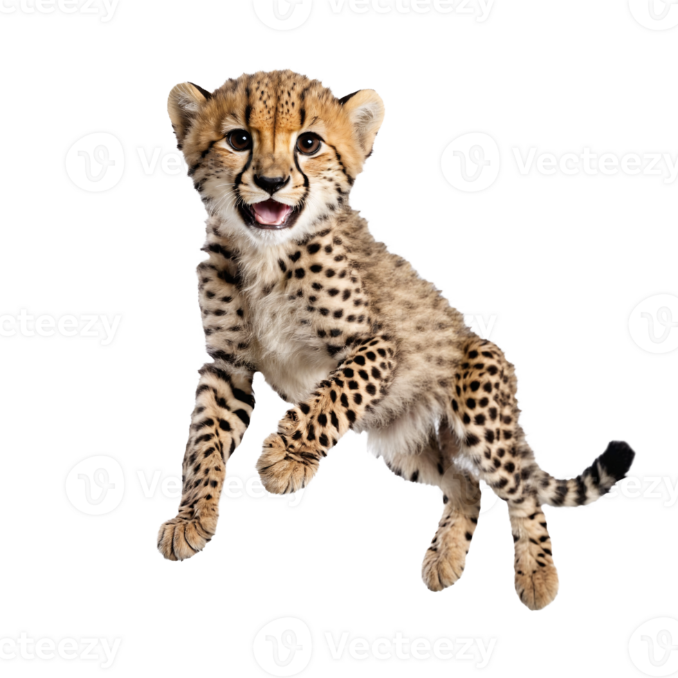 baby cheetah running and jumping isolated transparent photo png