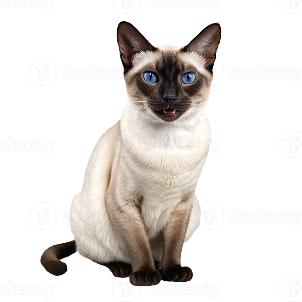 siamese cat sitting isolated transparent photo png