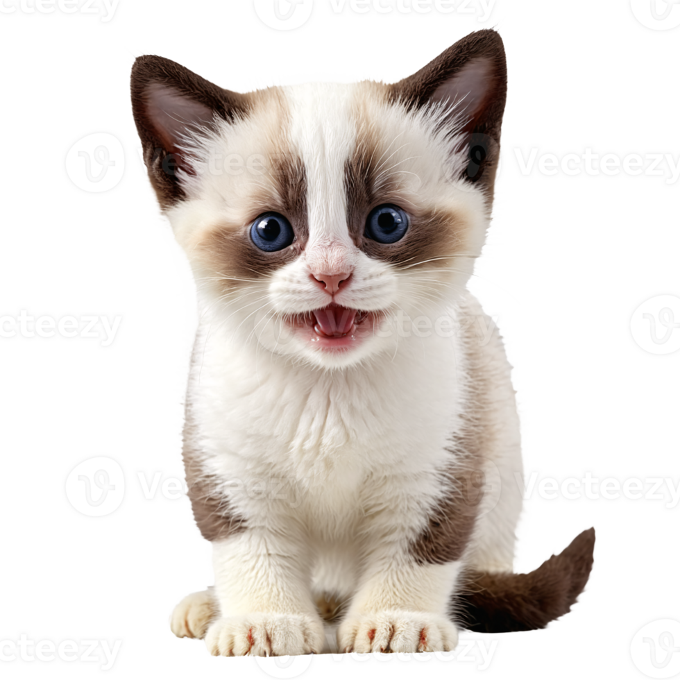 snowshoe cat kitten sitting isolated transparent photo png