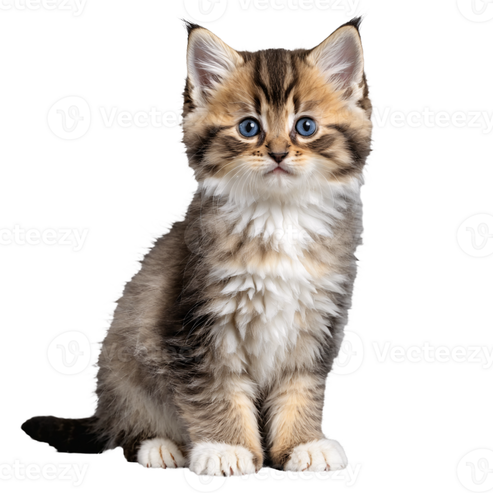 siberian cat kitten sitting isolated transparent photo png