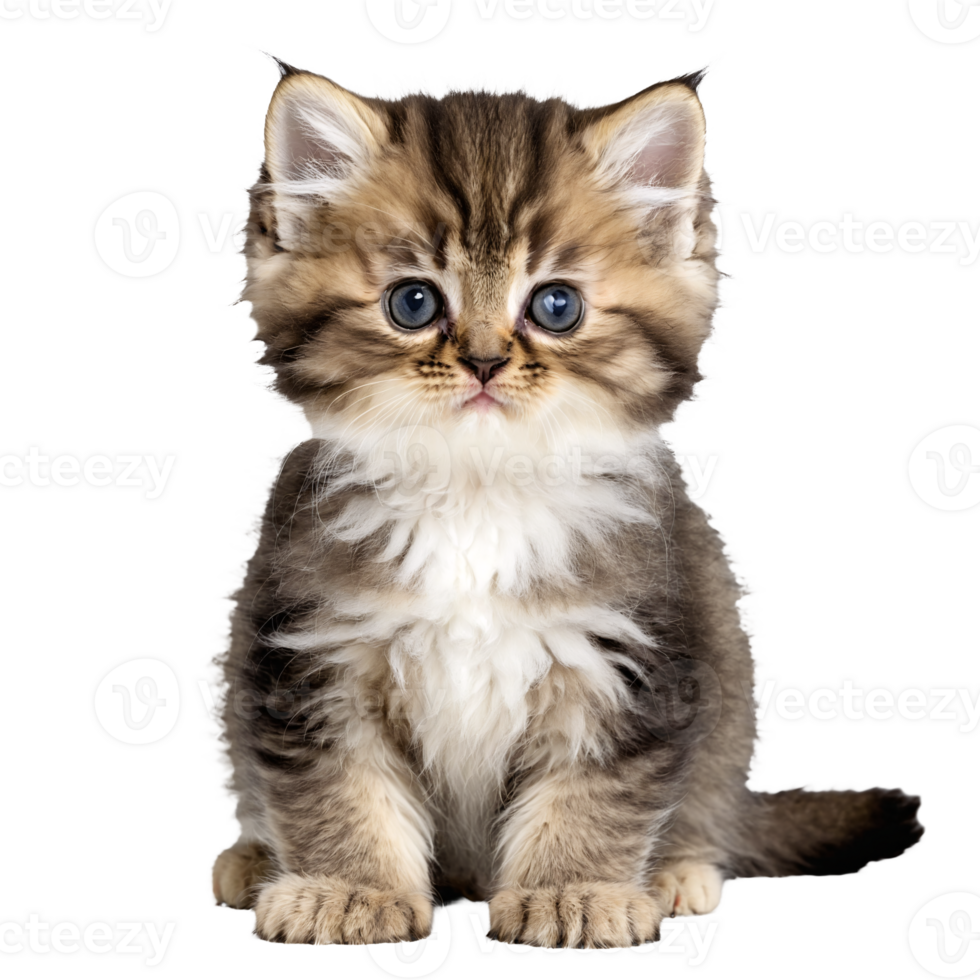 persian cat kitten sitting isolated transparent photo png