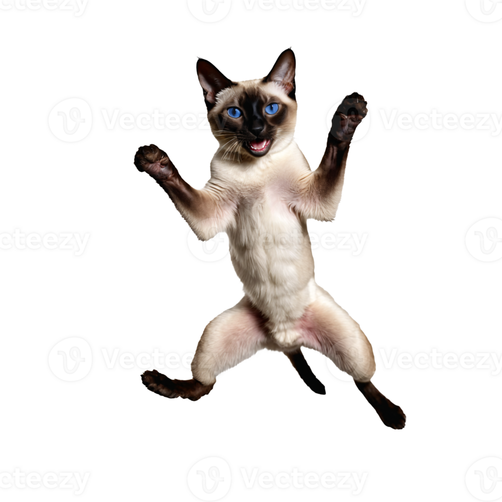 siamese cat running and jumping isolated transparent photo png